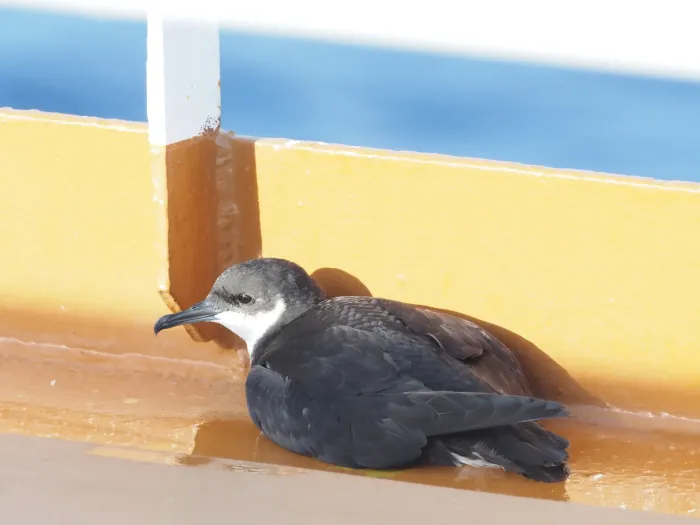 File:Newell's shearwater (Puffinus newelli) 02.jpg