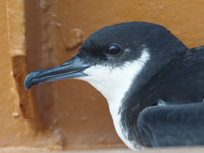 File:Newell's shearwater (Puffinus newelli) 01.jpg