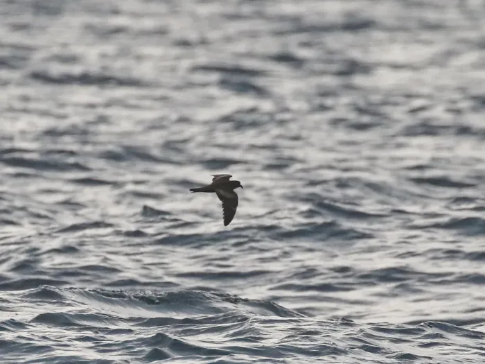 File:Swinhoe's storm petrel (Hydrobates monorhis).jpg