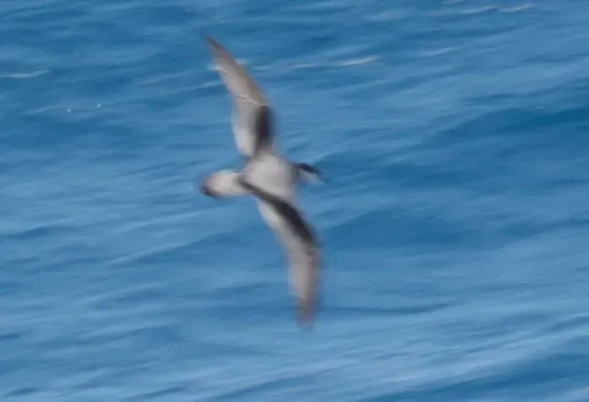 File:Stejneger's petrel (Pterodroma longirostris) (cropped).jpg