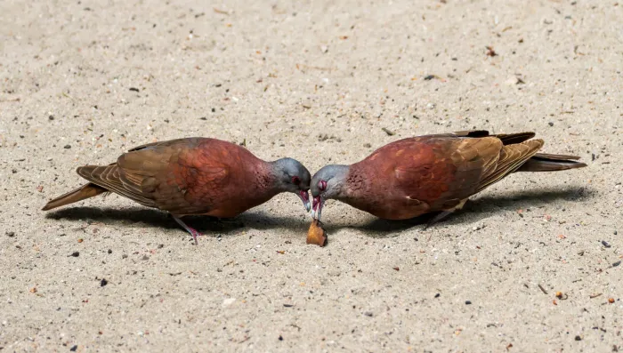 File:Madagascar Turtle Dove (Nesoenas picturatus) - Curieuse Island - Seychelles - 02.jpg