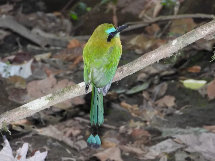 File:Electron carinatum - amantedarmanin - 33144793.jpeg