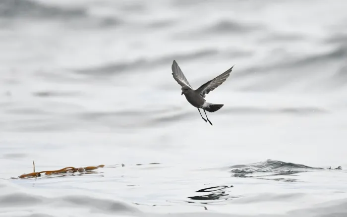 File:Pincoya storm petrel (Oceanites pincoyae) 01.jpg
