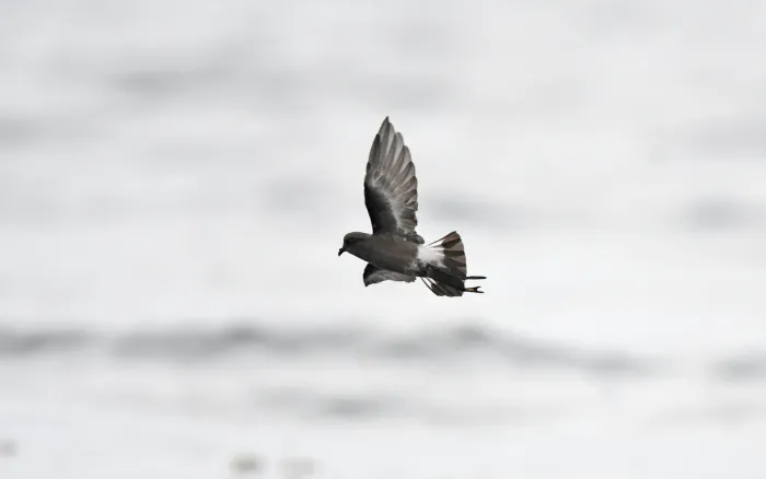 File:Pincoya storm petrel (Oceanites pincoyae) 03.jpg
