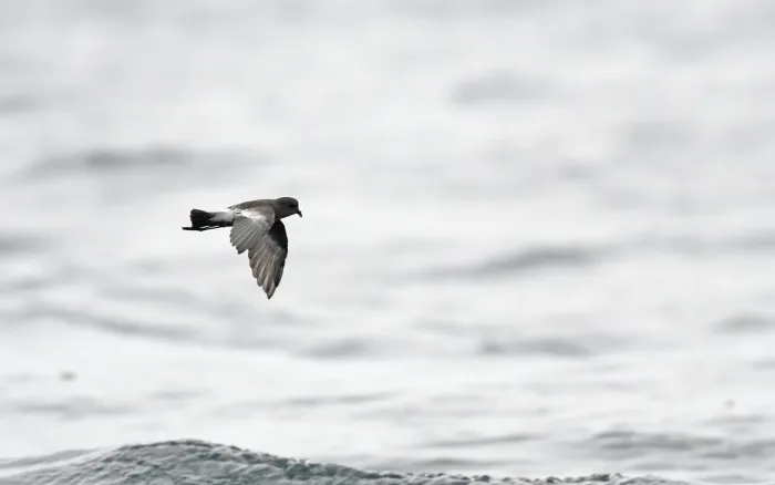 File:Pincoya storm petrel (Oceanites pincoyae) 02.jpg