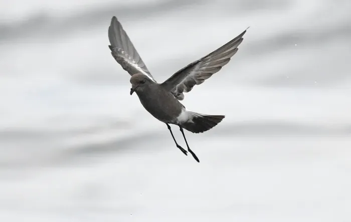 File:Pincoya storm petrel (Oceanites pincoyae) 01 (cropped).jpg