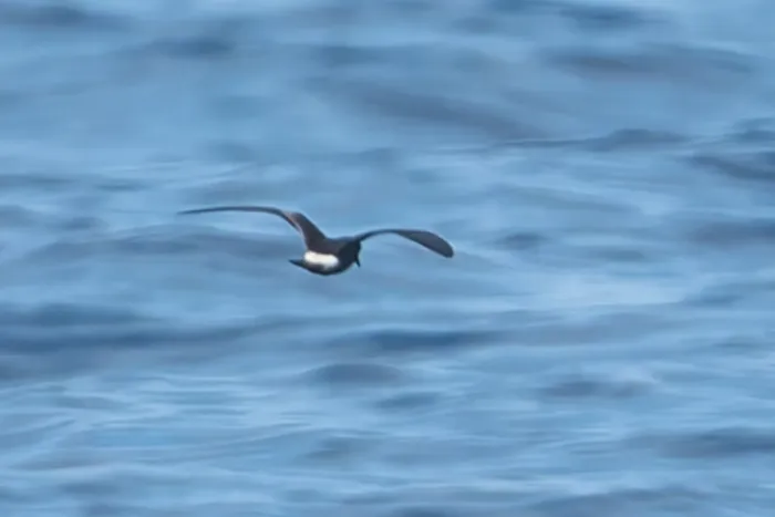 File:Townsend's storm petrel (Hydrobates socorroensis) 01.jpg