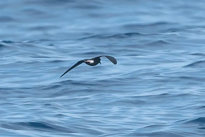 File:Townsend's storm petrel (Hydrobates socorroensis) 02.jpg