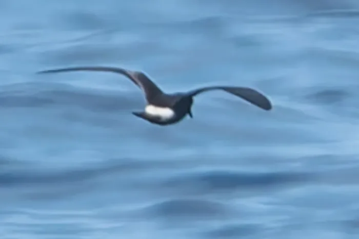 File:Townsend's storm petrel (Hydrobates socorroensis) 01 (cropped).jpg