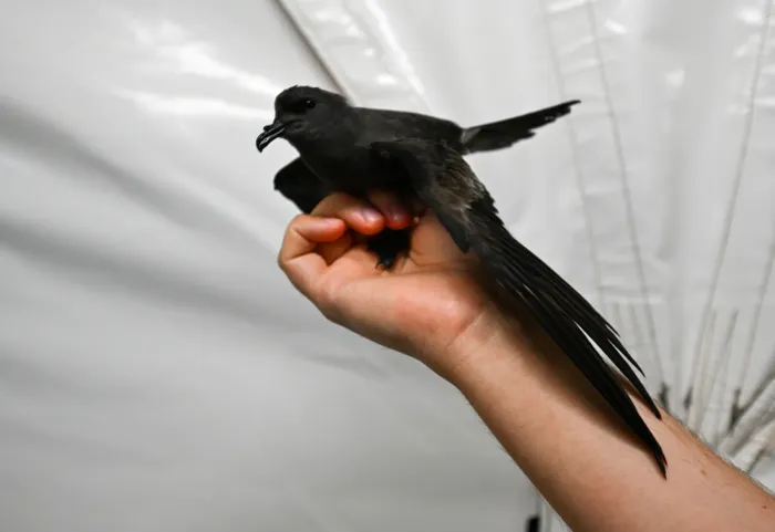 File:Cape Verde storm petrel (Hydrobates jabejabe).jpg