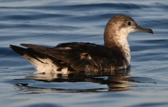 File:Persian shearwater (Puffinus persicus) (cropped).jpg