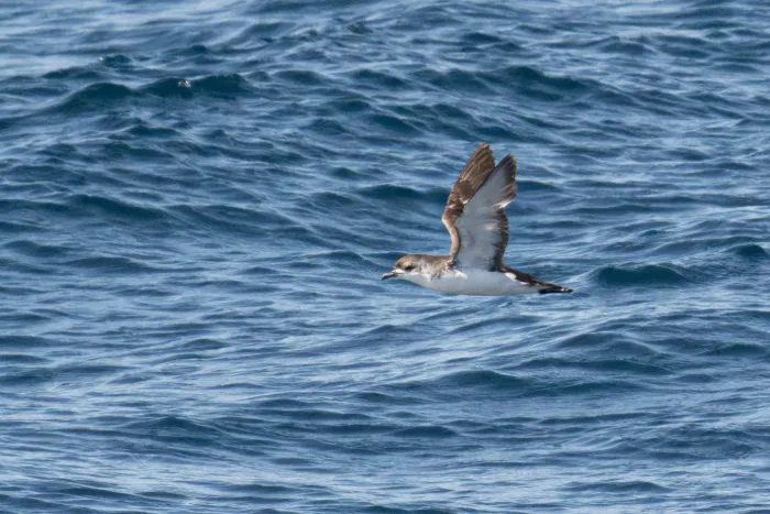 File:Subantarctic shearwater (Puffinus elegans) 02.jpg