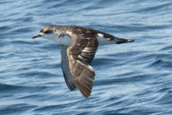 File:Subantarctic shearwater (Puffinus elegans) 01 (cropped).jpg