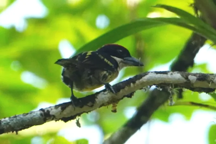 File:Five-colored barbet (Capito quinticolor) 01.jpg