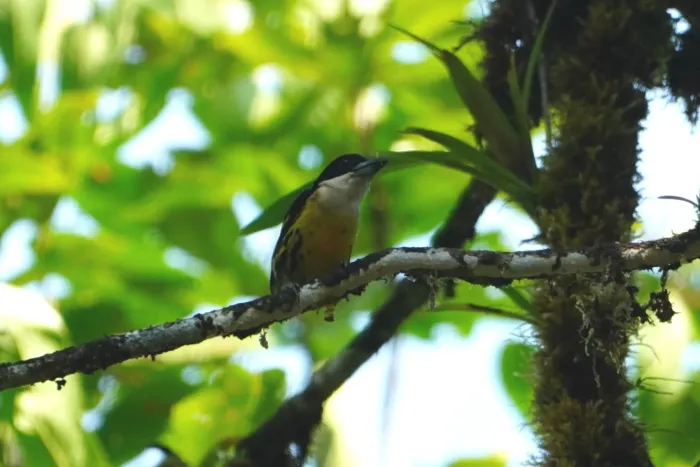 File:Five-colored barbet (Capito quinticolor) 02.jpg
