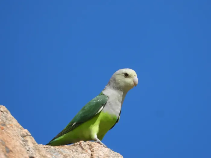 File:Agapornis canus canus 380706606.jpg