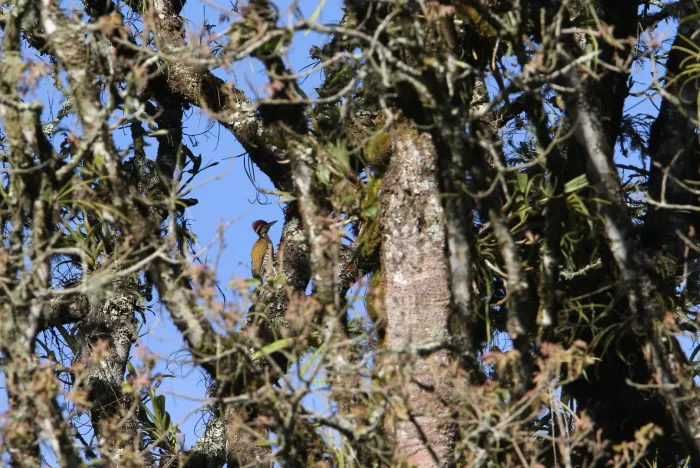 File:Javan flameback (Chrysocolaptes strictus).jpg