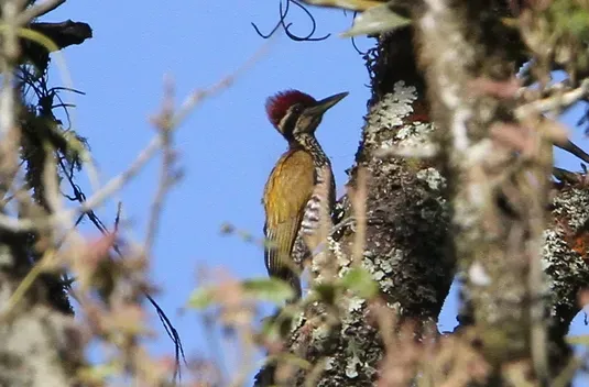 File:Javan flameback (Chrysocolaptes strictus) (cropped).jpg
