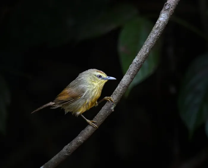 File:Pin-striped Tit-babbler or Mixornis gularis (DSC 1085) in Dulung Hide, Dulung Reserve Forest, Assam.jpg