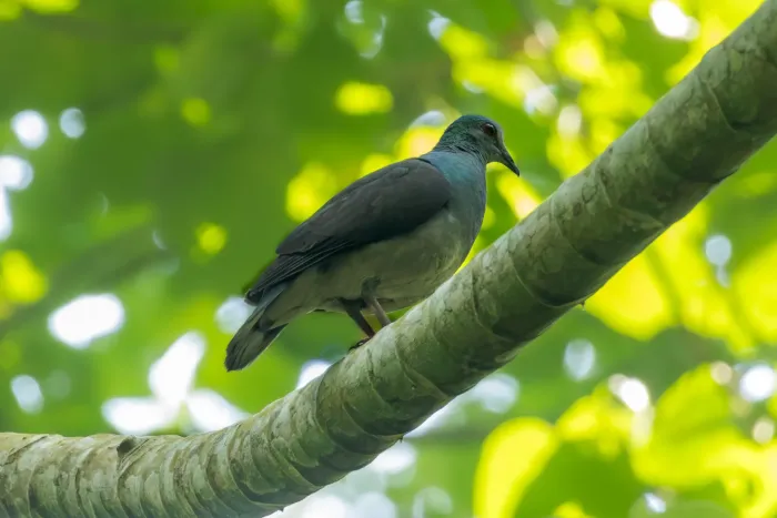 File:Aplopelia larvata simplex, São Tomé 02.jpg