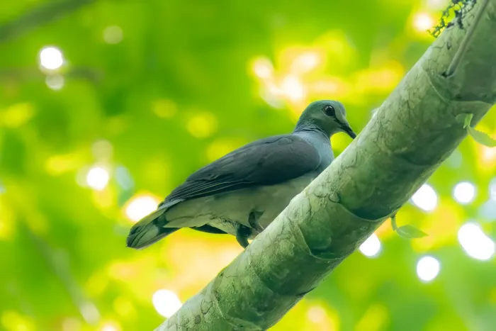 File:Aplopelia larvata simplex, São Tomé 03.jpg