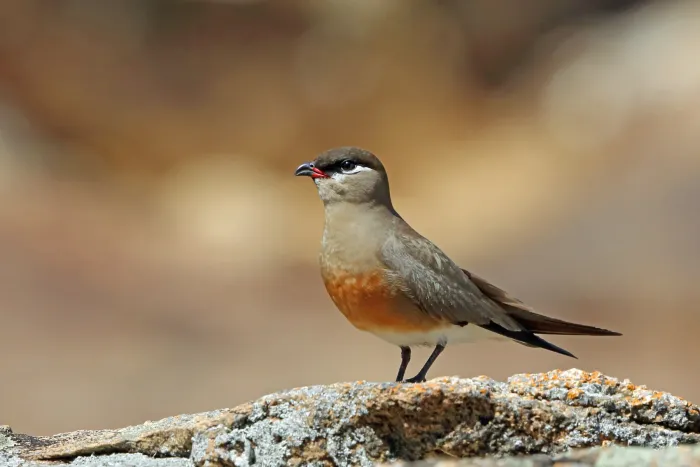 File:Madagascar pratincole (Glareola ocularis).jpg