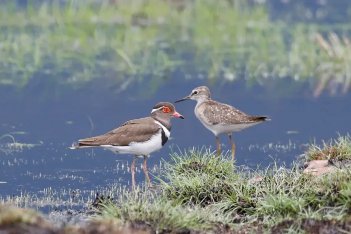 File:Forbes's plover (Thinornis forbesi) with wood sandpiper (Tringa glareola) 02.jpg