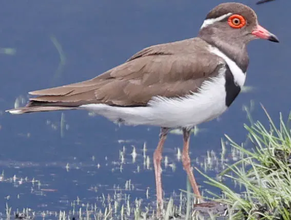 File:Forbes's plover (Thinornis forbesi) with wood sandpiper (Tringa glareola) 02 (cropped).jpg