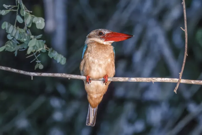 File:Stork-billed kingfisher (Pelargopsis capensis innominata) Kota Kinabatangan 2.jpg