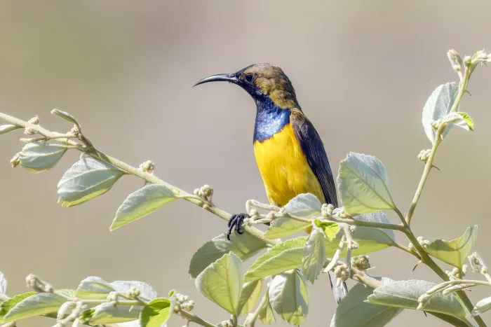 File:Ornate sunbird (Cinnyris ornatus) male Komodo.jpg