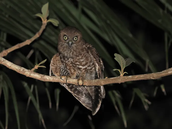 File:Alor boobook (Ninox plesseni).jpg