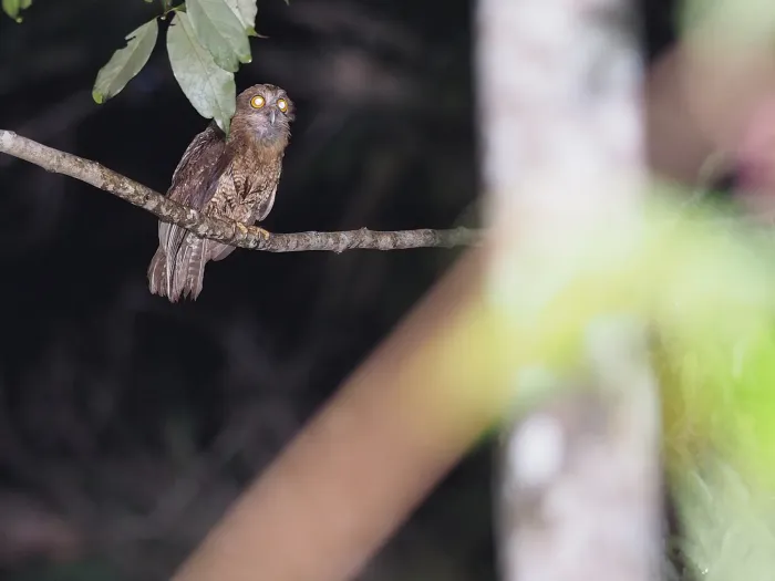 File:Buru boobook (Ninox hantu).jpg