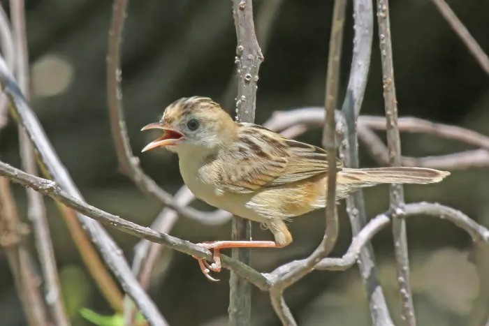 File:Golden-headed cisticola (Cisticola exilis) Lawa Darat.jpg