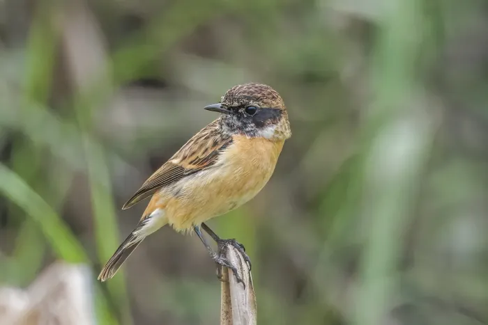 File:Siberian stonechat (Saxicola maurus przewalskii) male non breeding Van Long.jpg