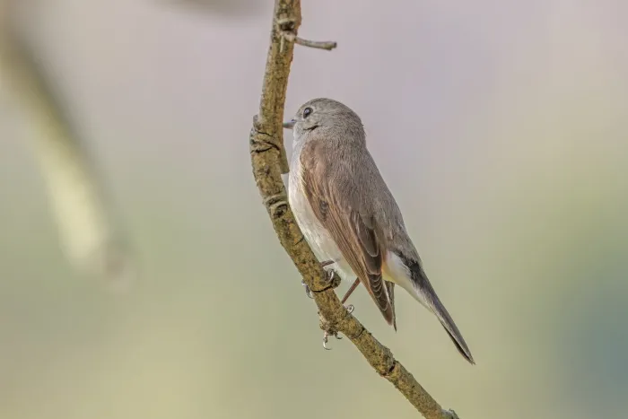 File:Taiga flycatcher (Ficedula albicilla) female Luang Prabang.jpg