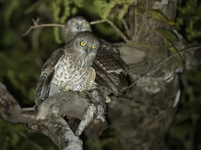 File:Rote boobook (Ninox rotiensis) 03.jpg