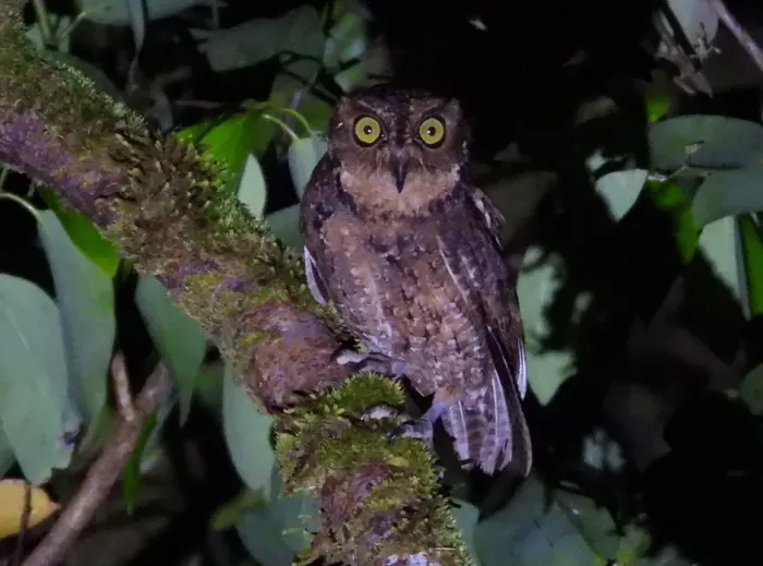 File:Otus insularis 453454988 (cropped).jpg