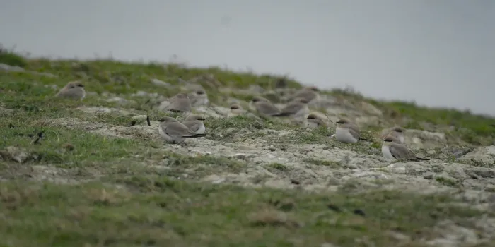 File:Small Pratincole (Glareola lactea) DSC 8251.jpg
