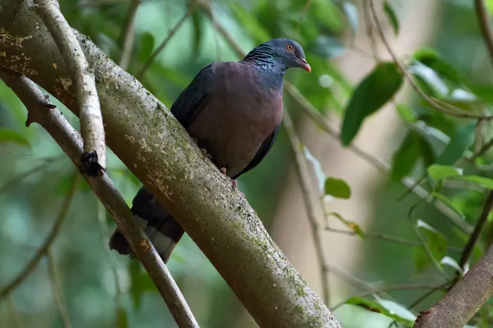 File:Bolle's pigeon (Columba bollii).jpg