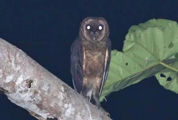 File:Taliabu Masked Owl (Tyto nigrobrunnea) (cropped).jpg