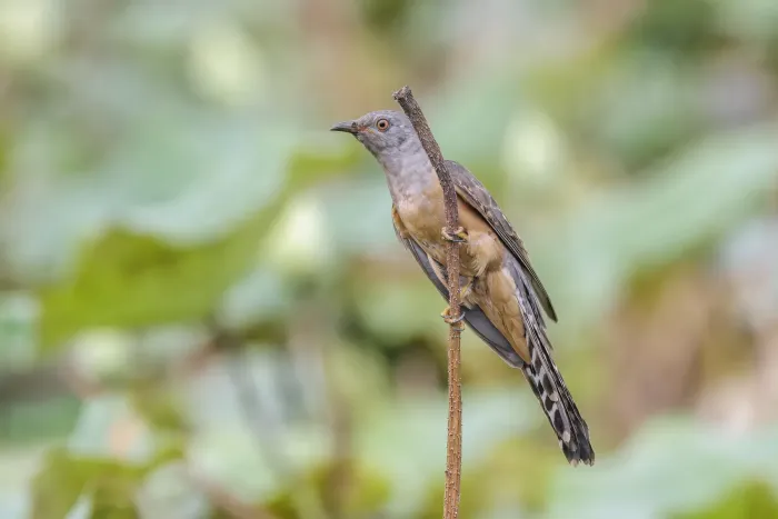 File:Plaintive cuckoo (Cacomantis merulinus querulus) male Tonle Sap.jpg