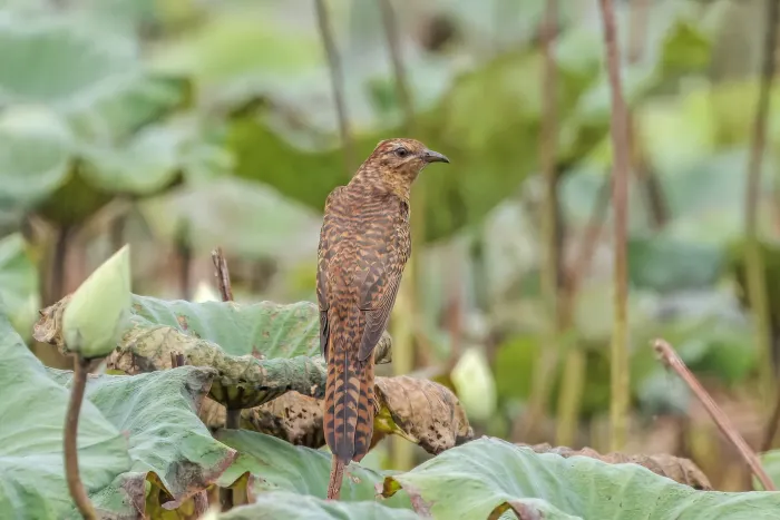File:Plaintive cuckoo (Cacomantis merulinus querulus) female Tonle Sap 2.jpg