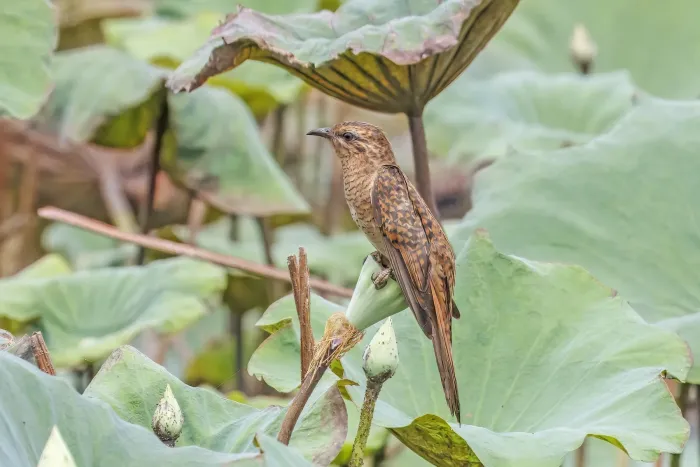 File:Plaintive cuckoo (Cacomantis merulinus querulus) female Tonle Sap.jpg