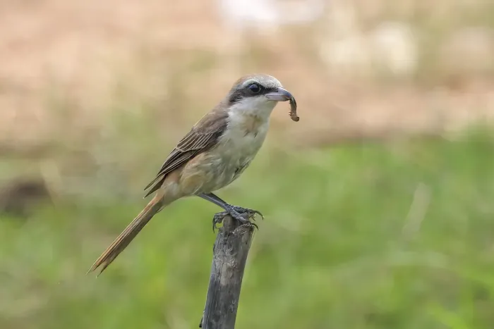 File:Brown shrike (Lanius cristatus) Tonle Sap.jpg