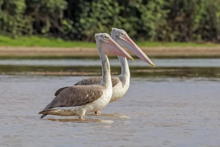 File:Spot-billed pelicans (Pelecanus philippensis) Pearaing.jpg