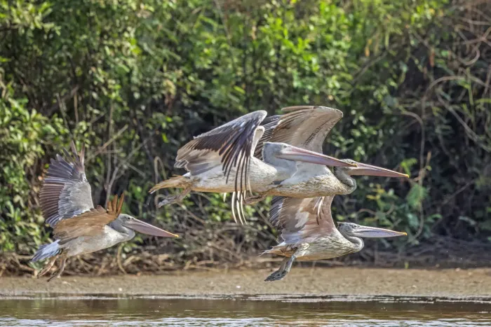 File:Spot-billed pelicans (Pelecanus philippensis) in flight Pearaing.jpg