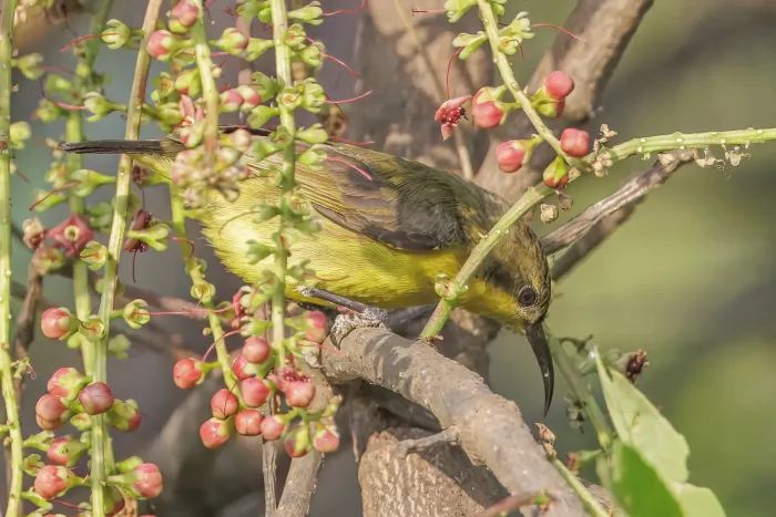 File:Ornate sunbird (Cinnyris ornatus) female on Barringtonia Pearaing.jpg