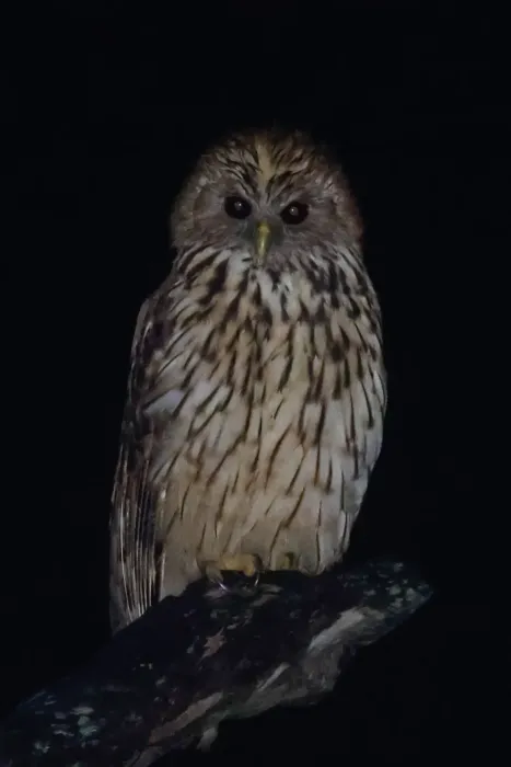 File:Vermiculated fishing owl (Scotopelia bouvieri).jpg