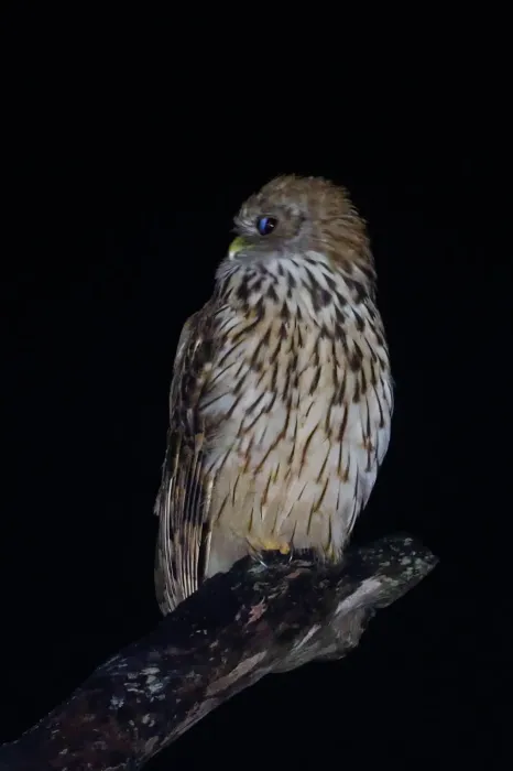 File:Vermiculated fishing owl (Scotopelia bouvieri) 02.jpg
