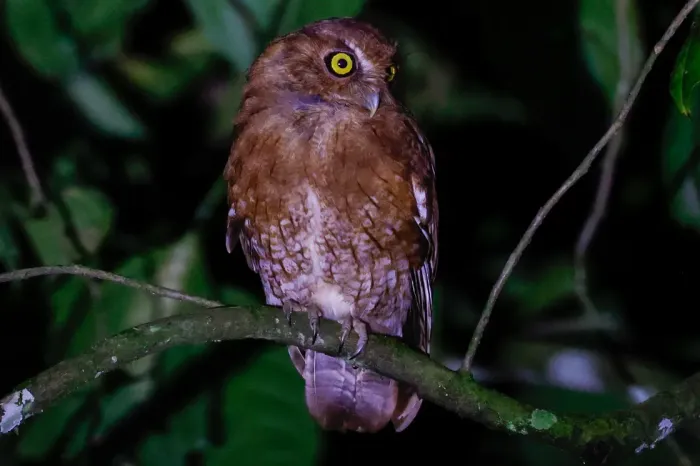 File:Santa Marta screech owl (Megascops gilesi) (cropped).jpg